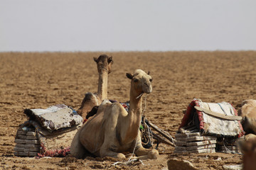 wielbłądy odpoczywające podczas przygotowywania transportu soli kamiennej w dolinie danakilskiej w afryce - obrazy, fototapety, plakaty