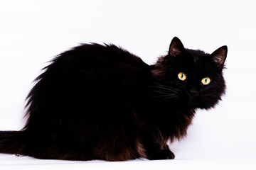 Black cat of the breed Bombay.