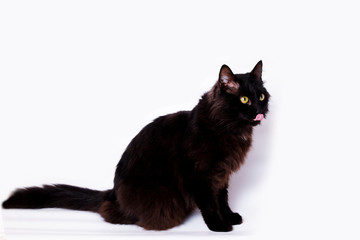 Black cat of the breed Bombay.