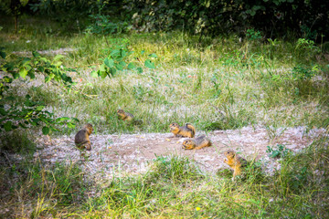 Gophers in the city