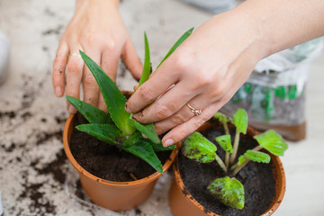 girl with bare hands digging in the ground. planting indoor plants