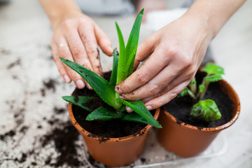 mistress puts aloe in a pot
