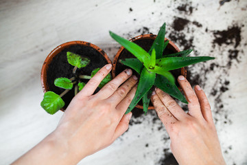 potted plants during transplantation