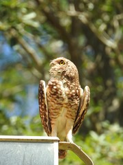 A burrowing owl looking to the side perched on a light pole, on a sunny and clear day. In the background, unfocused green vegetation.