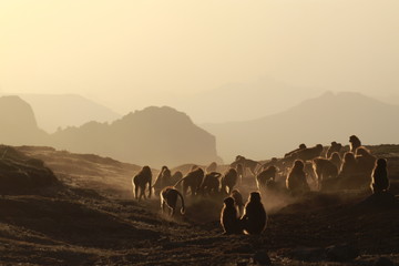 małpy siedzące na skałach w górach semien w etiopii o zachodzie słońca - obrazy, fototapety, plakaty