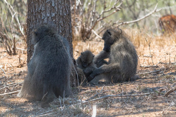 Chacma Baboon in the Kruger national park, South Africa