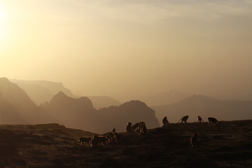 Fototapeta na wymiar małpy siedzące na skałach w górach semien w etiopii o zachodzie słońca