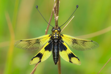 Beautiful Owlfly Libelloides macaronius in Czech Republic