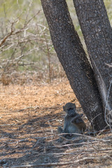 Chacma Baboon in the Kruger national park, South Africa