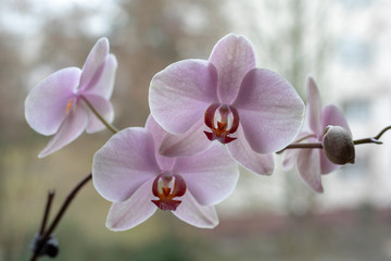 Naklejka na ściany i meble the buds of the orchids on the window. purple Orchid. blooming Orchid. Orchid background
