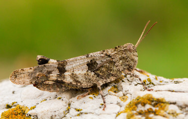 The blue-winged grasshopper, Oedipoda caerulescens in Czech Republic