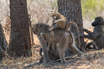 Chacma Baboon in the Kruger national park, South Africa