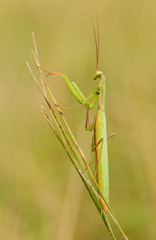 Praying mantis Mantis religiosa in Czech Republic