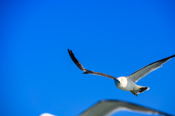 a seagull gliding in the West Sea