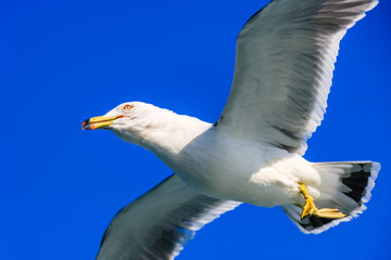 a seagull gliding in the West Sea