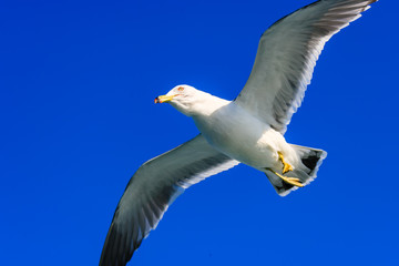 a seagull gliding in the West Sea