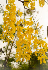Golden Shower Tree or Ratchapruek Tree