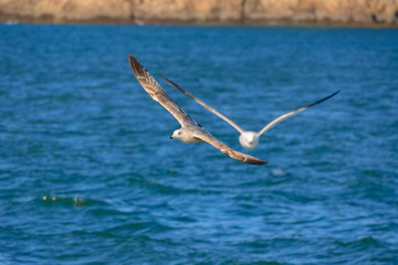 Fototapeta na wymiar a seagull gliding in the West Sea