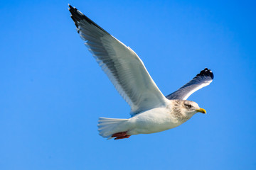 a seagull gliding in the West Sea