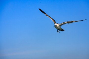 a seagull gliding in the West Sea