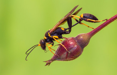 Mud dauber wasp Sceliphron destillatorium in Czech Republic