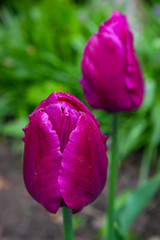 Spring flowers tulips blossom in the garden. Beautiful, purple and bright tulips. 8 march or womens day. Mothers day. Spring flower field. .