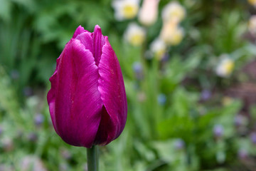 Spring flower tulip blossom in the garden. Beautiful, purple and bright tulip. 8 march or womens day. Mothers day. Spring flower field. 
