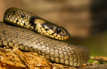 The Grass snake Natrix natrix in Czech Republic