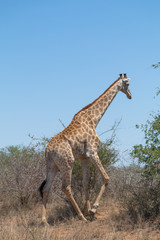 Giraffe in the Kruger national park, South Africa