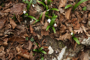 white spring flowers in the forest grow from under old foliage