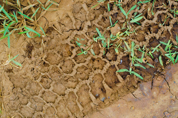Cracks form as muddy vehicle tracks dry out, creating intersting textures.