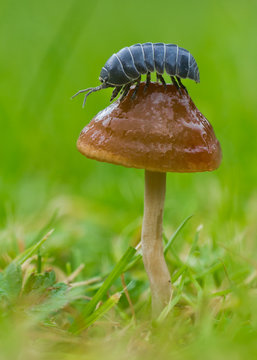 Pillbug sitting on muchroom in Czech Republic