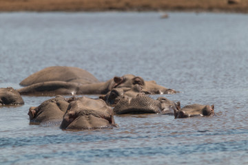 Fototapeta premium Hippos in their habitat, Kruger national park, South Africa
