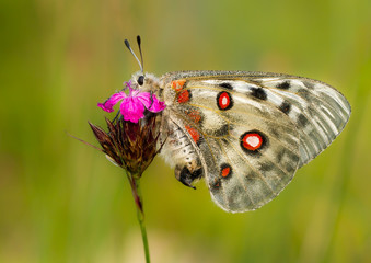 Apollo Buterfly Parnassius apollo in Czech Republic