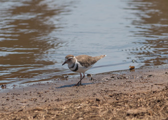 Three banded Plover, South Africa