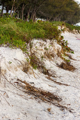 Beach erosion along sand dunes after tropical storm