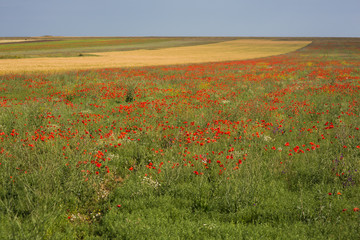 green spring field with flowering red poppies