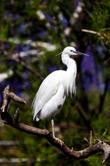 Fototapeta premium Valencia, Spain - April, 2017: little egret