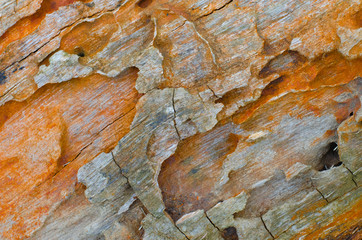 Termite tunnels exposed on a log make colourful and beautiful textures.