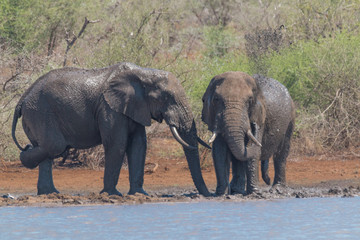 Fototapeta premium Elephant drinking and playing in the water, Kruger national park, South Africa
