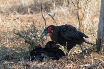 Southern Ground Hornbill, Kruger national park, South Africa
