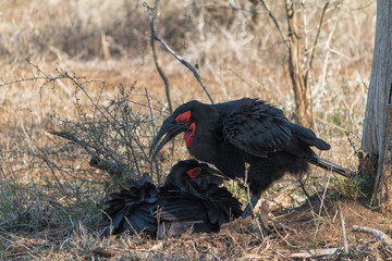 Southern Ground Hornbill, Kruger national park, South Africa