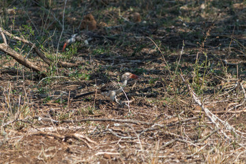 Red billed Hornbill, South Africa