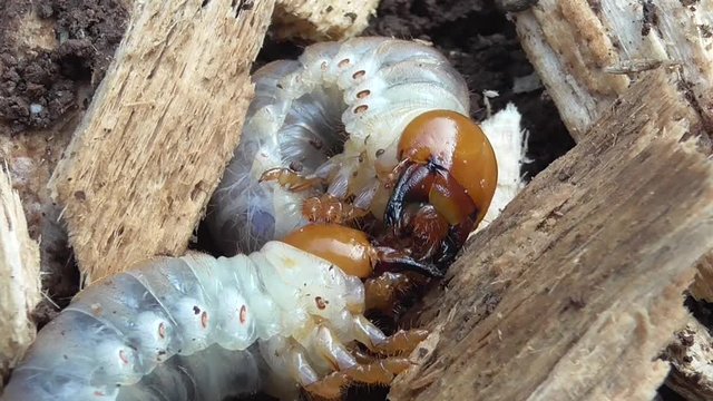 Hirschk&auml;fer (Lucanus cervus), Larve in der Erde