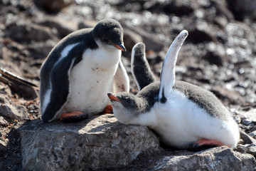 Pinguinmama mit Küken © renatehenkel