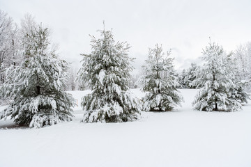 Snow covered evergreen trees, Stowe, Vermont, USA
