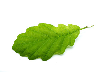 Green oak leaf isolated on white background