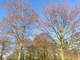 Trees in the woods 7