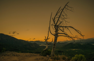 arbol seco en primer plano con un fondo de monta&ntilde;as y lago al atardecer