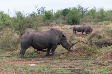 White rhinoceros, Hlane national park, Swaziland